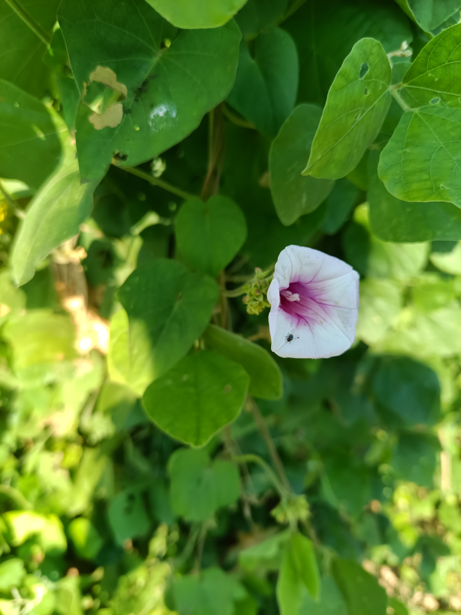 观赏甘薯照片3