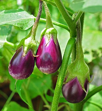 观赏茄照片1