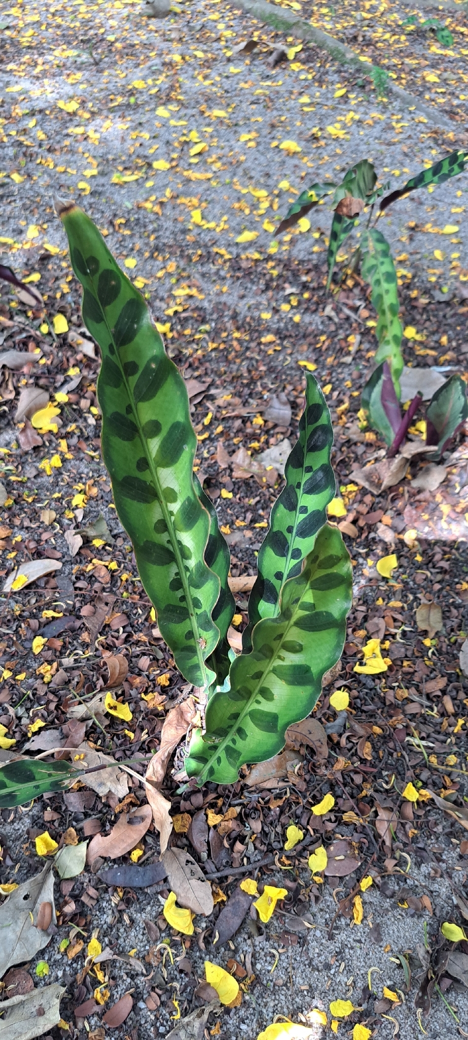 豹纹竹芋照片1
