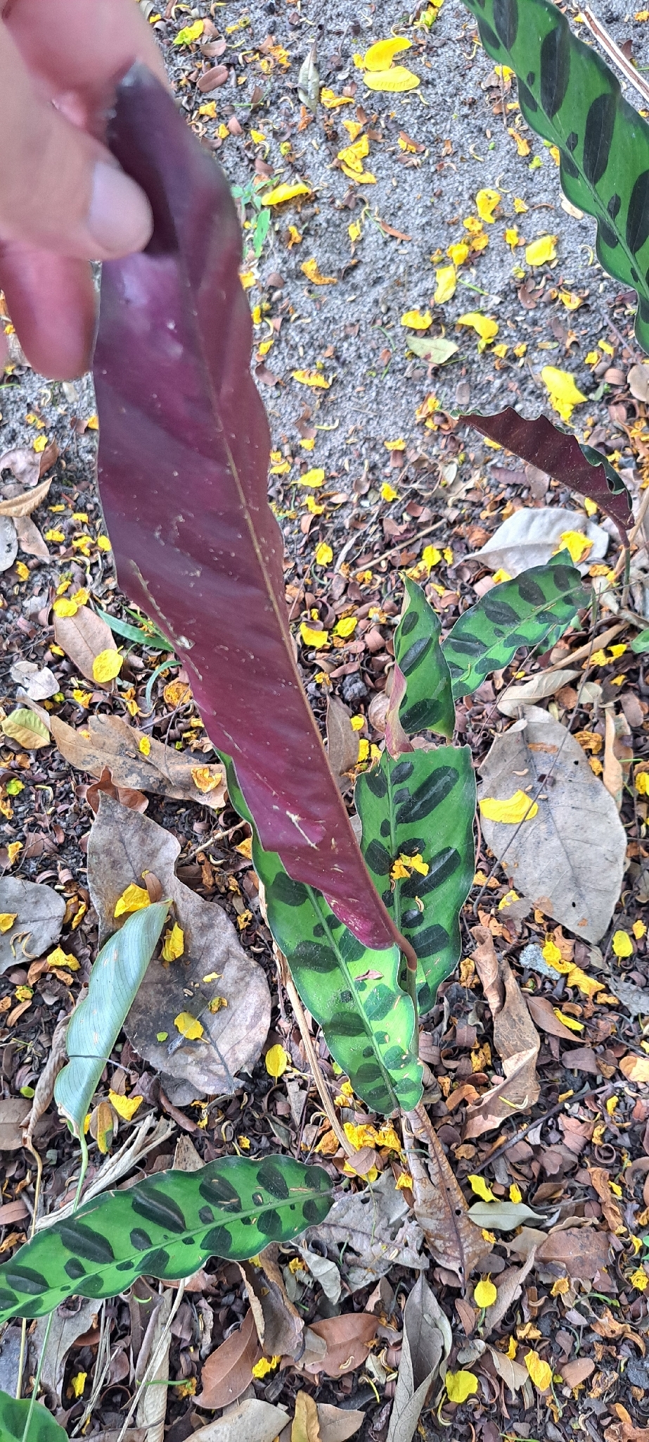 豹纹竹芋照片2