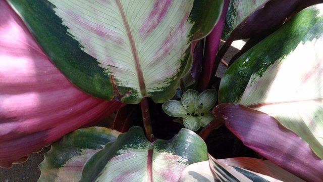 银心竹芋