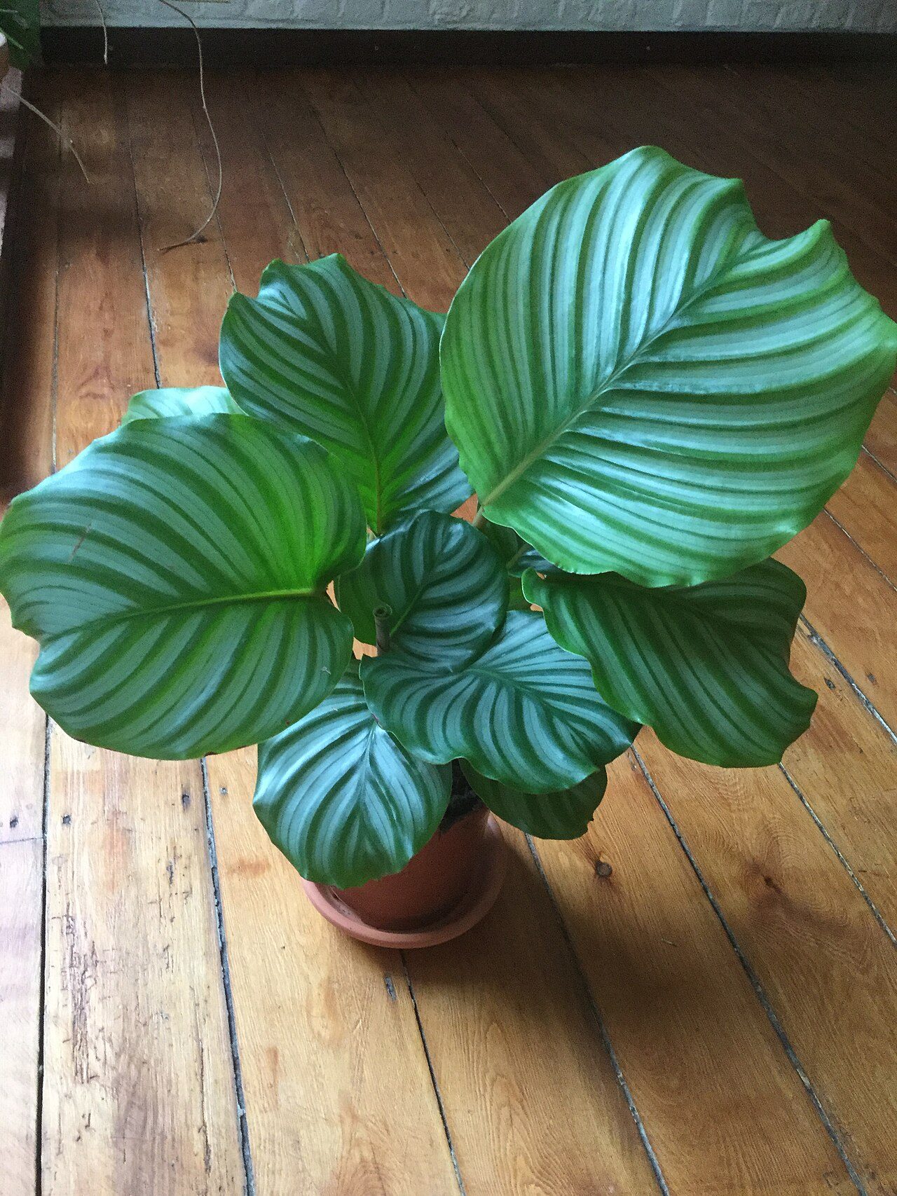 青苹果竹芋实拍