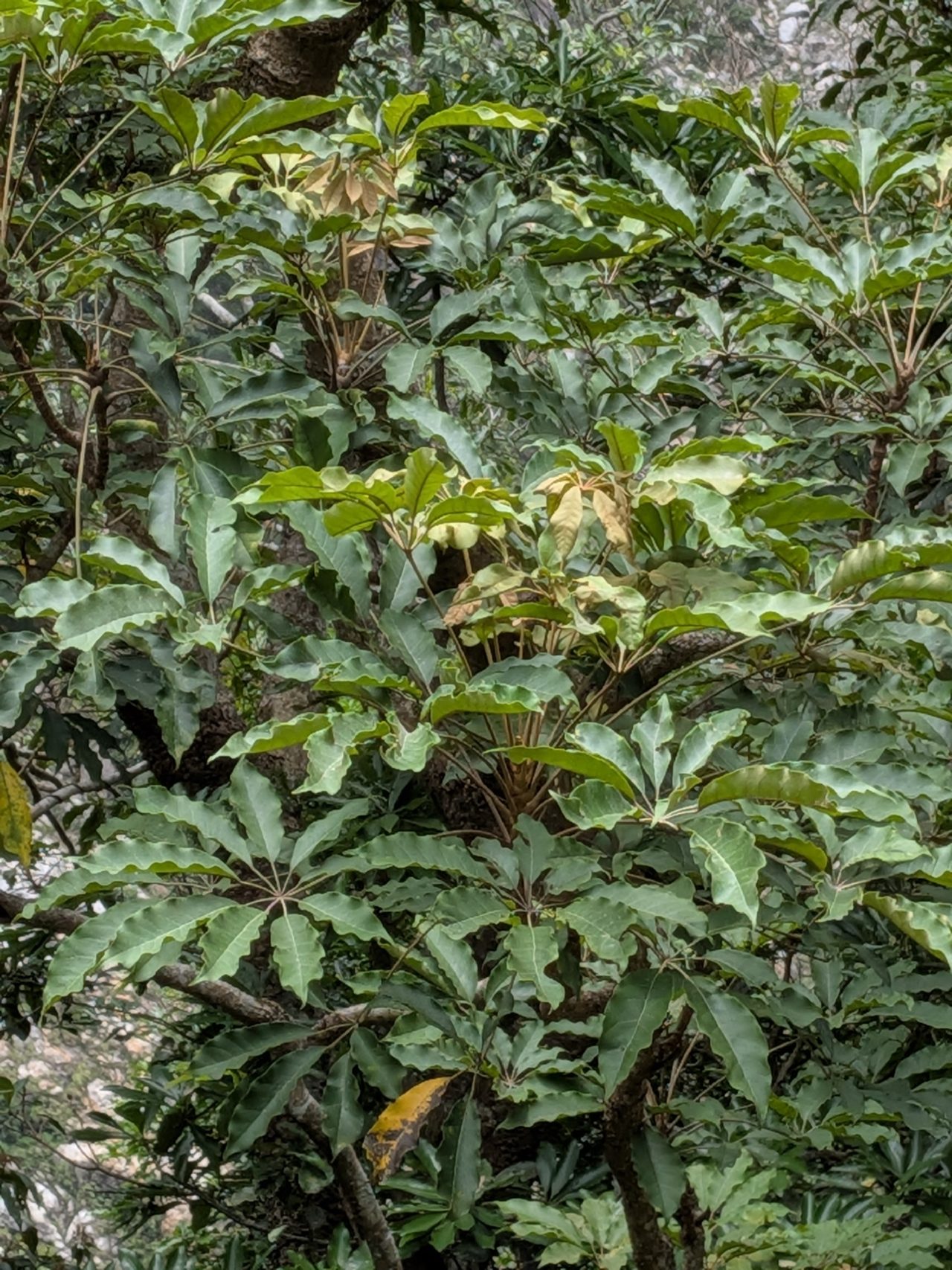 鸭掌木实拍