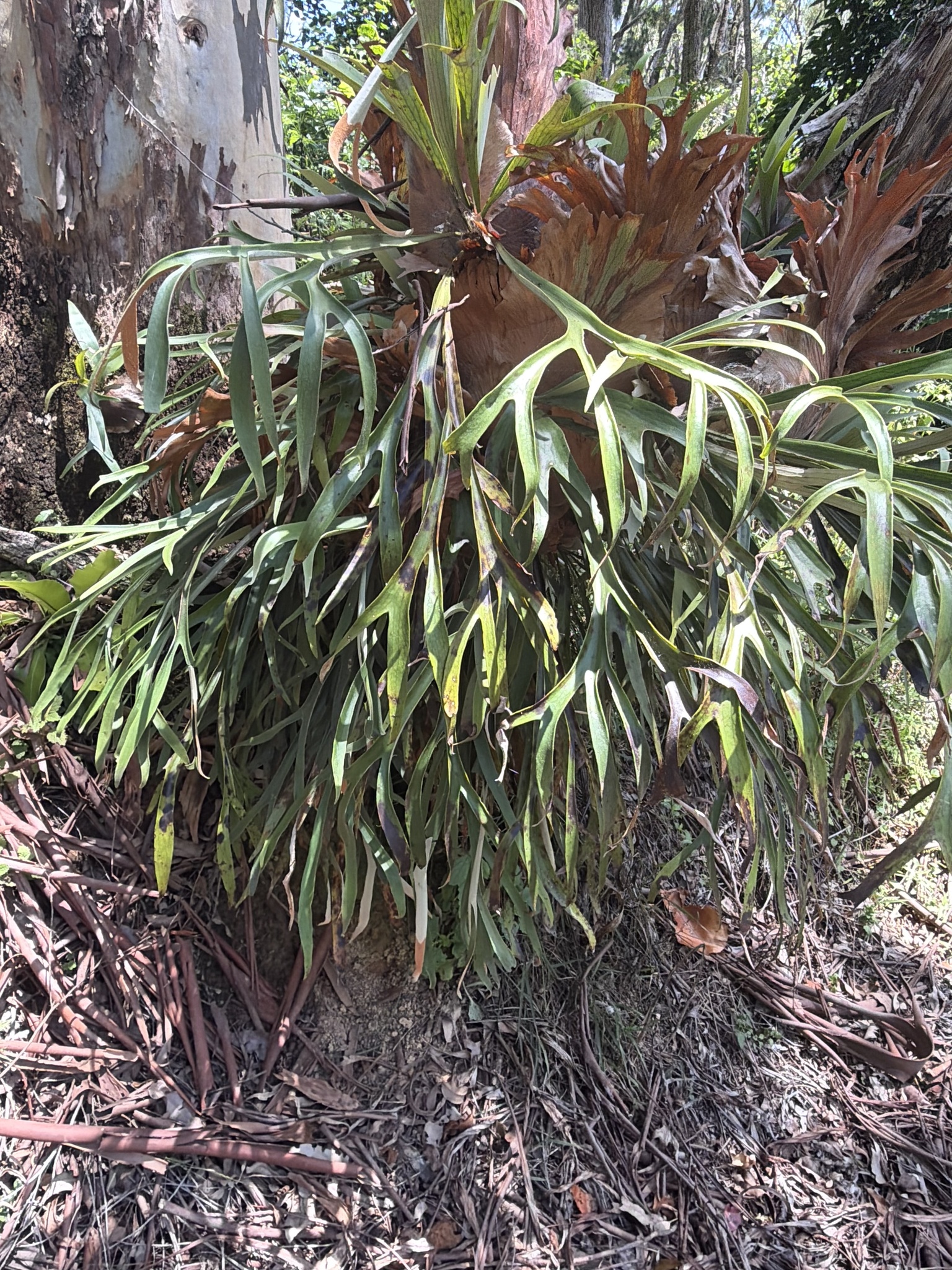 鹿角蕨照片3