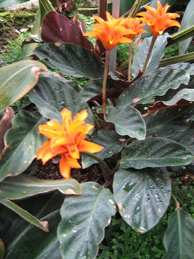 黄苞竹芋