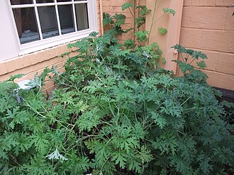 驱蚊草照片1