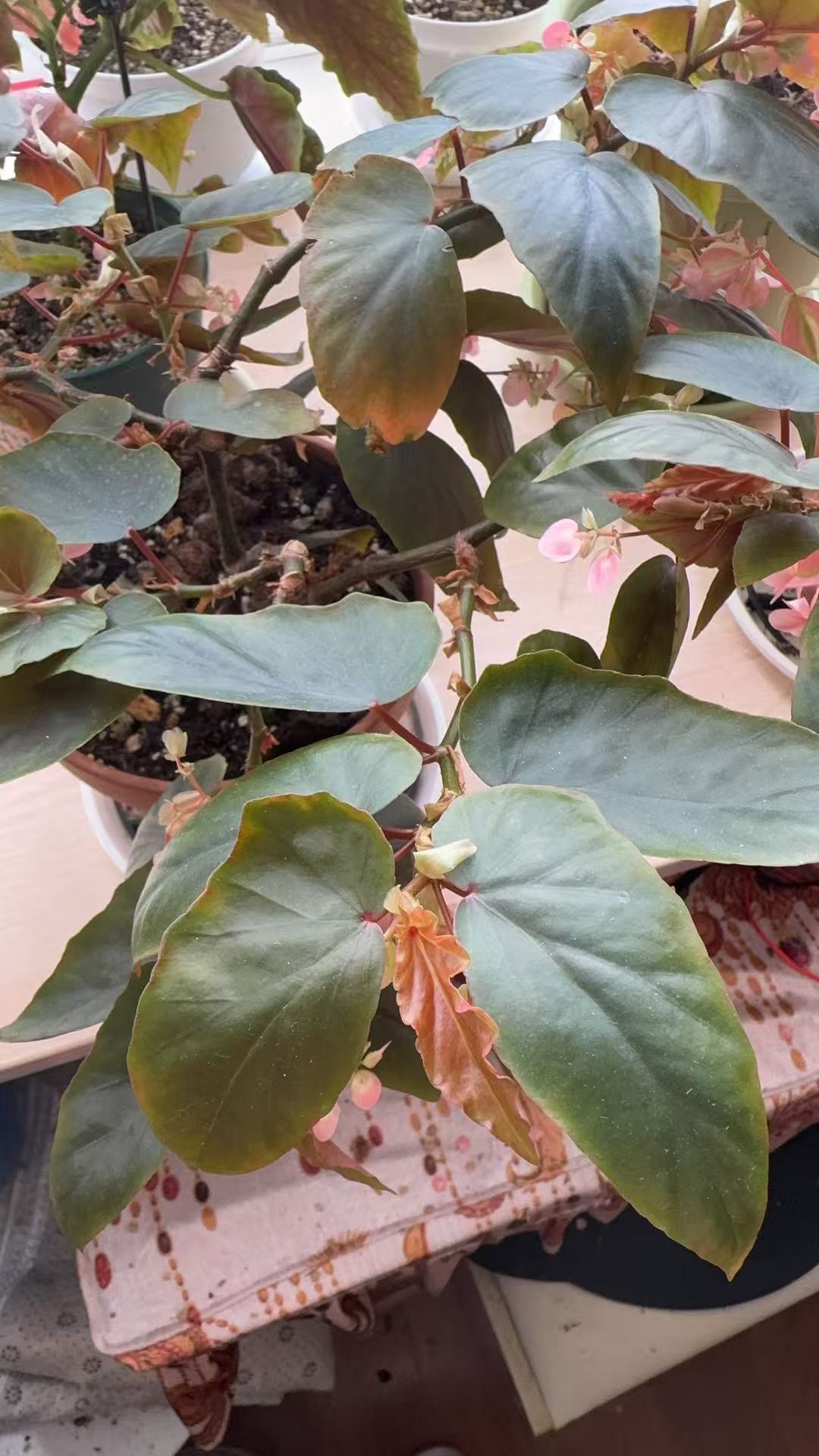 我家的梁山伯